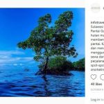 indonesia tourism board instagram Pesona hutan bakau di perairan pantai gonda sulbar