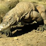 which indonesian island is komodo Komodo park national indonesia dragon island no1 amazing things