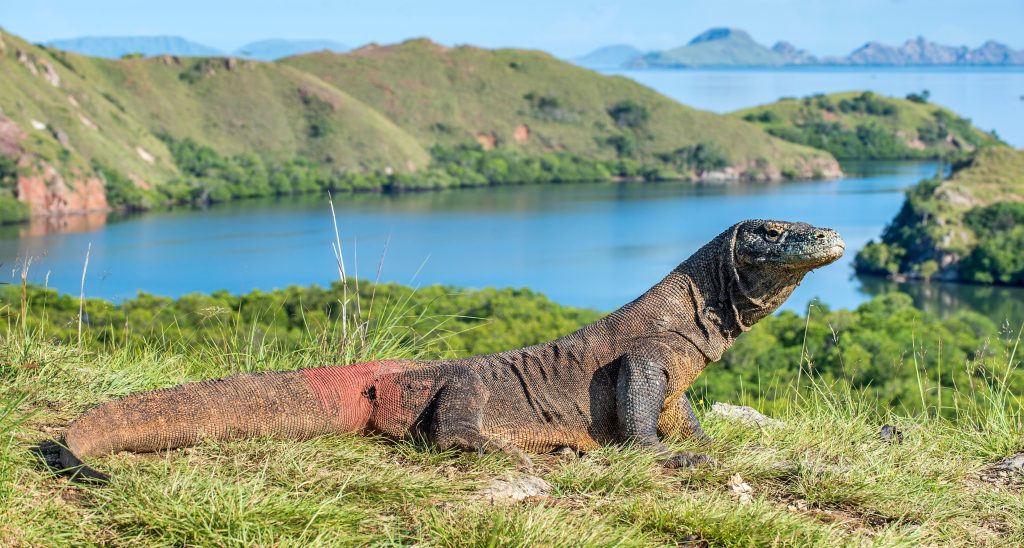 how to visit komodo island from bali How to trip from bali to komodo island 2024