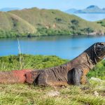 how to visit komodo island from bali How to trip from bali to komodo island 2024